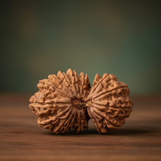 18 Mukhi Rudraksh (Nepal Origin)