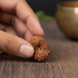 19 Mukhi Rudraksh (Nepal Origin)