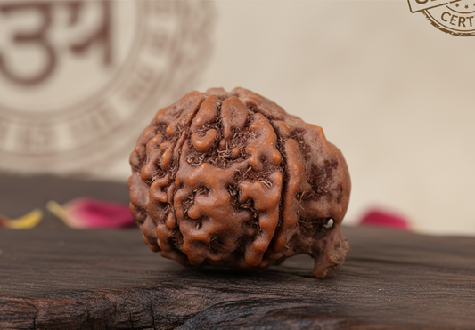 Ganesha Mukhi Rudraksha (Nepal Origin)